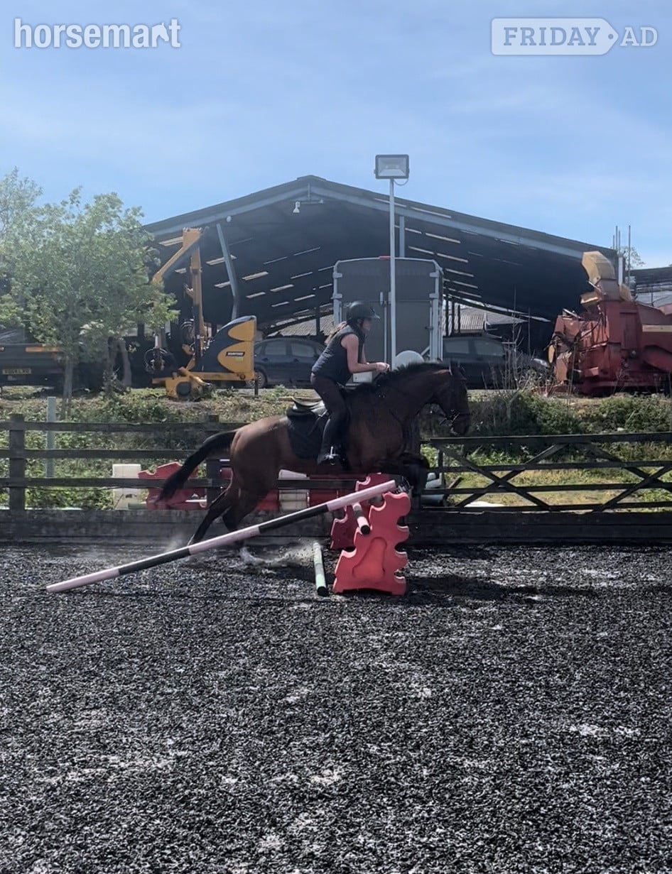 "Fiona" Bay Mare All Rounder