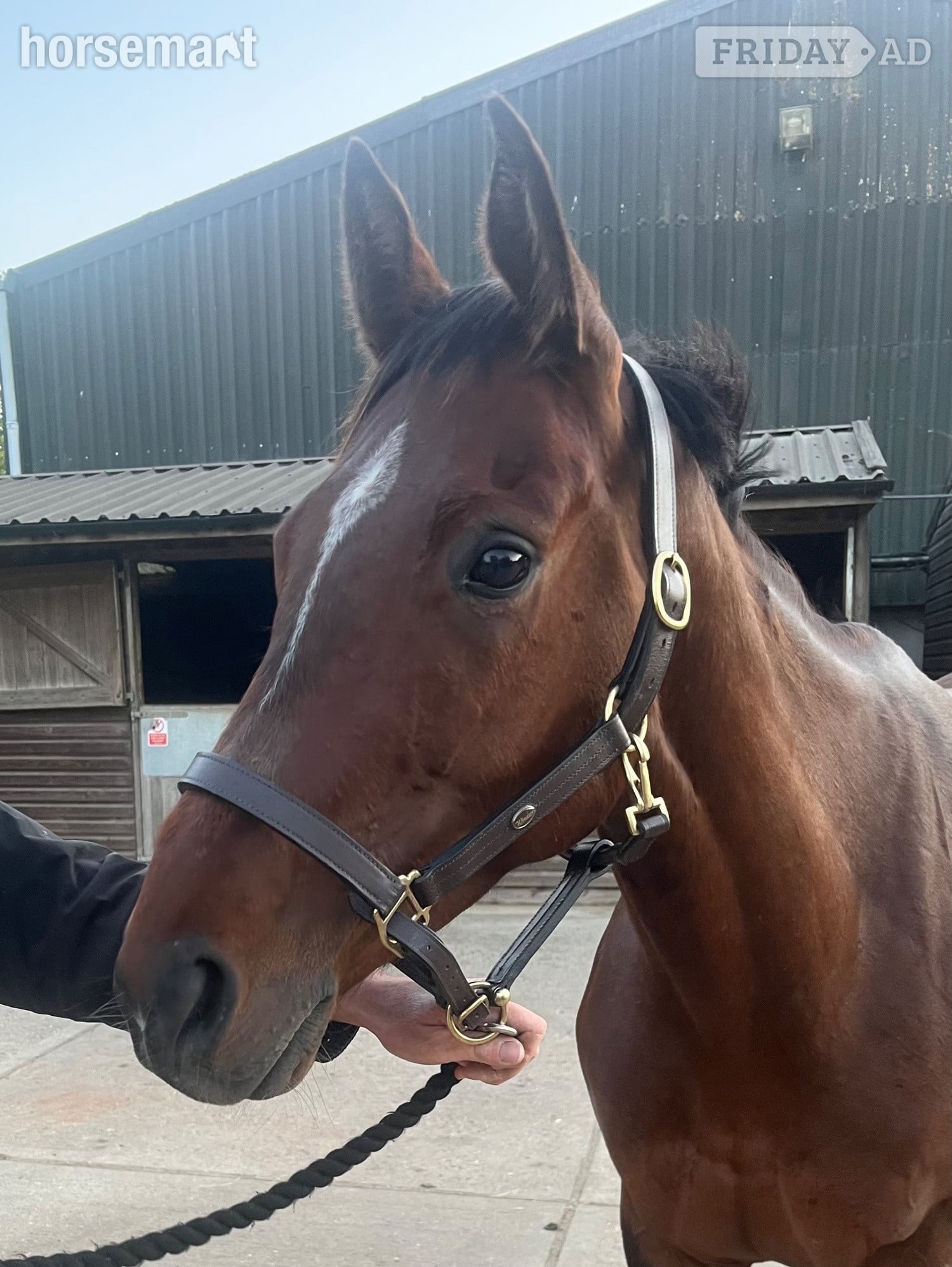 Chipstead "Fiona" Bay Mare All Rounder