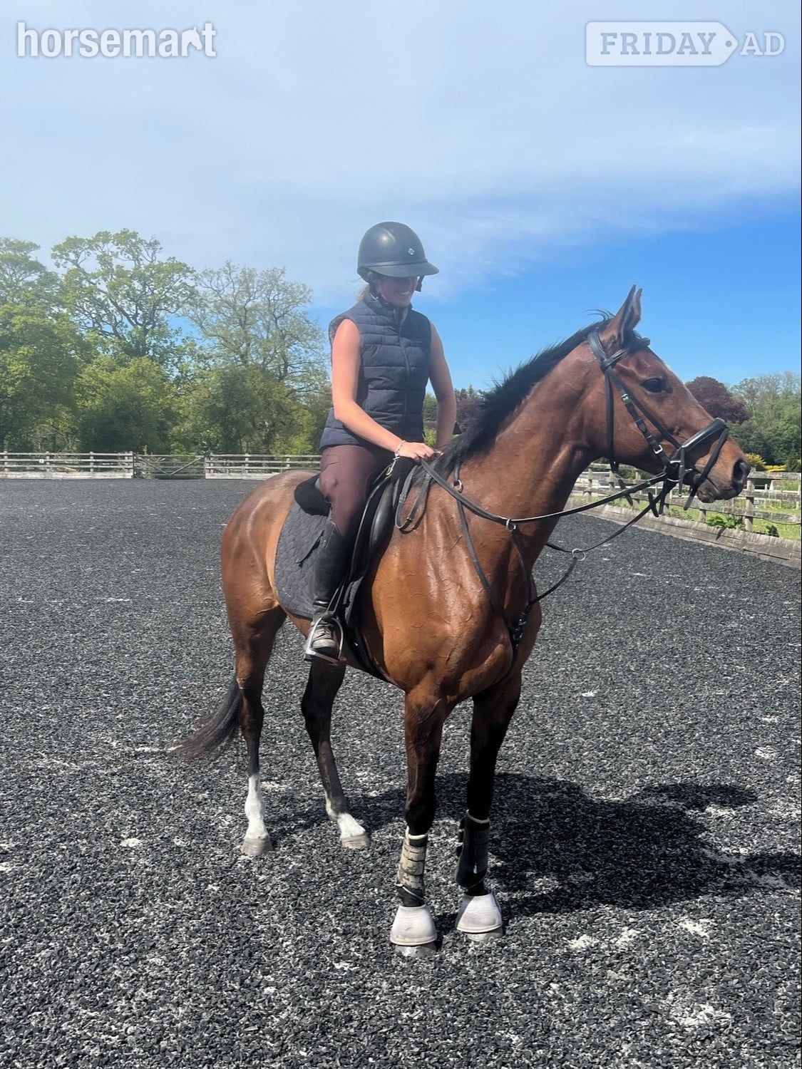 "Fiona" Bay Mare All Rounder - Horses