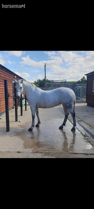 "Tanzy" Grey Mare Companion Horse