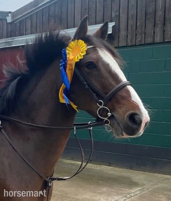 "Bryan" Bay Gelding All Rounder