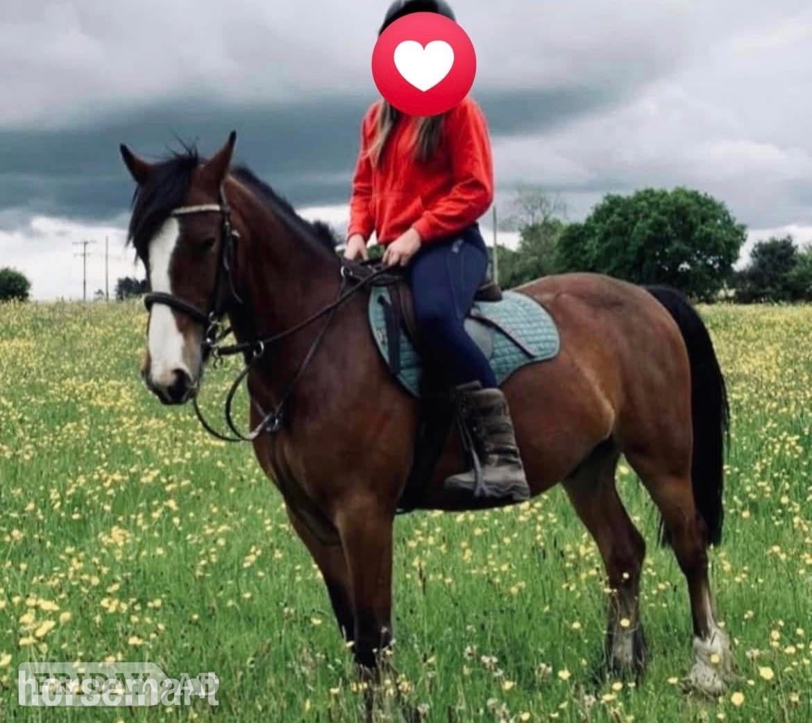 "Bryan" Bay Gelding All Rounder