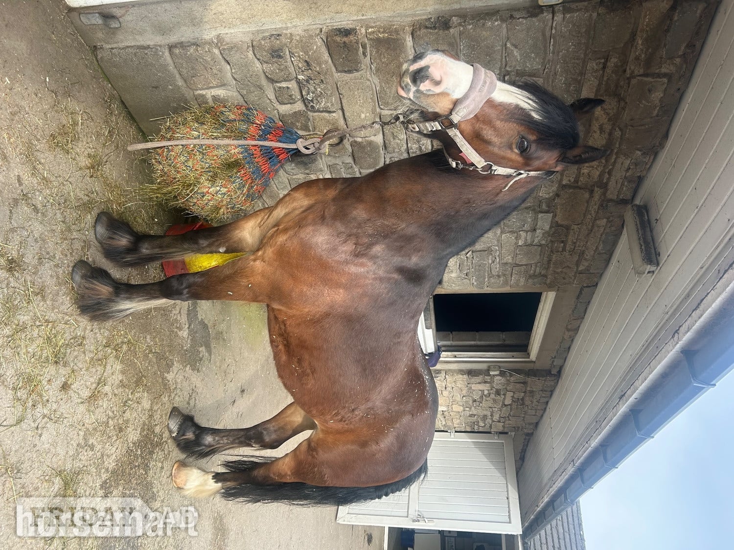 Wigan "Bryan" Bay Gelding All Rounder