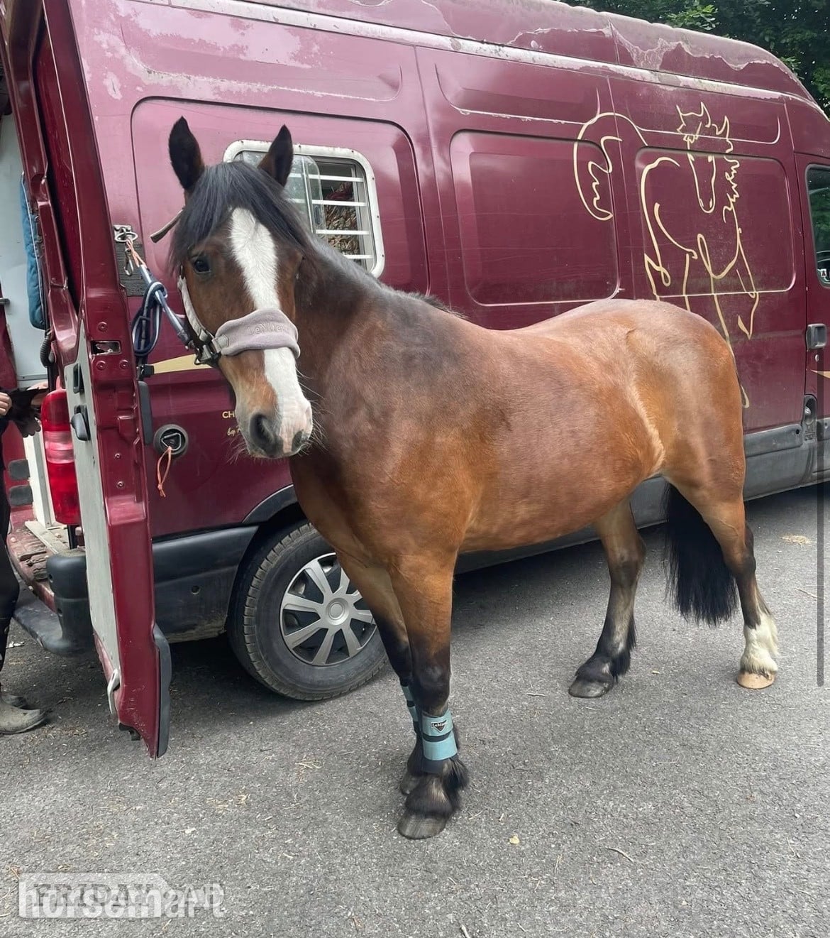 "Bryan" Bay Gelding All Rounder - Horses in Wigan