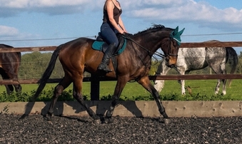"Dernier Souffle " Bay Gelding All Rounder