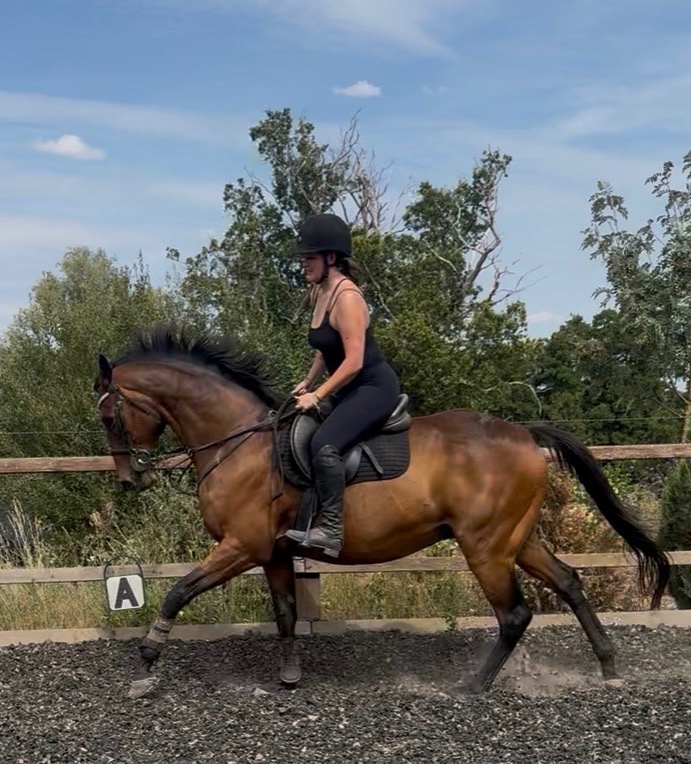 Great Witley "Dernier Souffle " Bay Gelding All Rounder