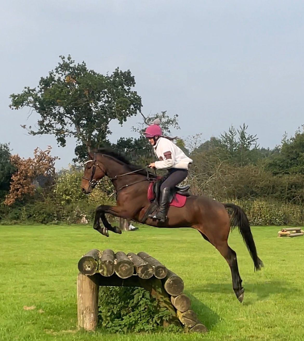 "Dernier Souffle " Bay Gelding All Rounder - Horses in Great Witley