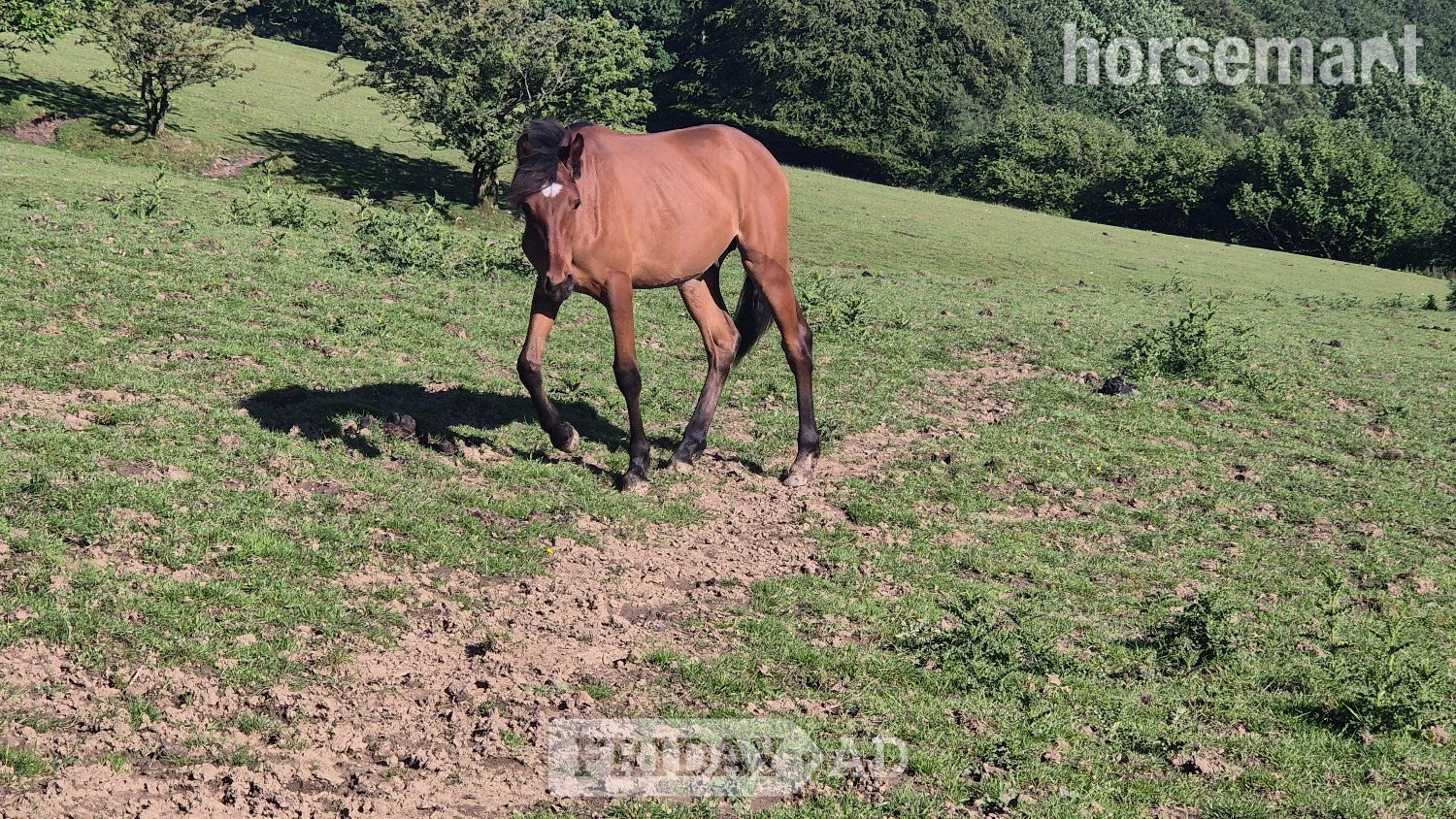 Deri "Rodney" Bay Colt Youngstock / Foal