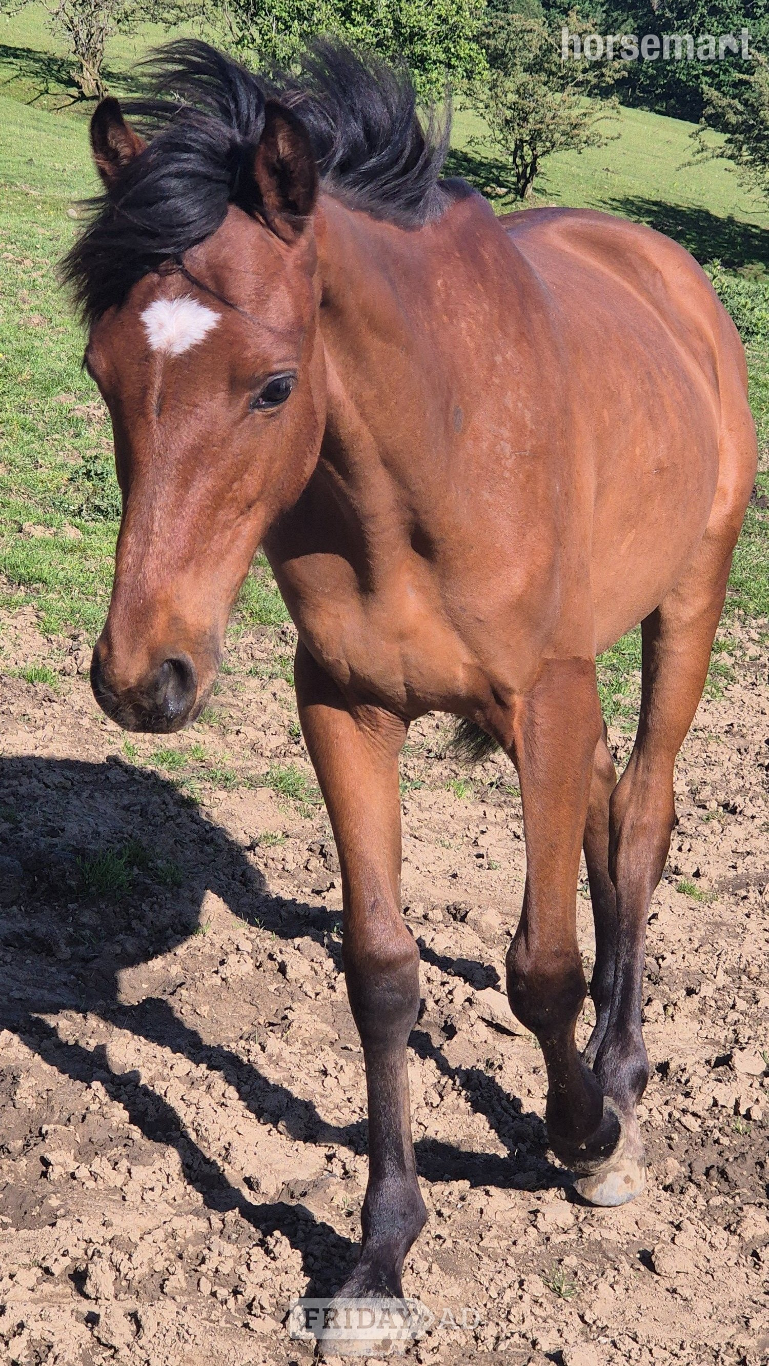 "Rodney" Bay Colt Youngstock / Foal - Horses in Deri