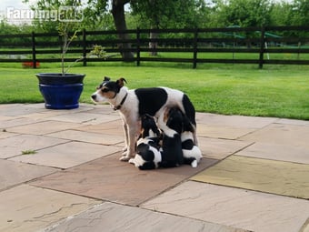 Jack Russell terriers 