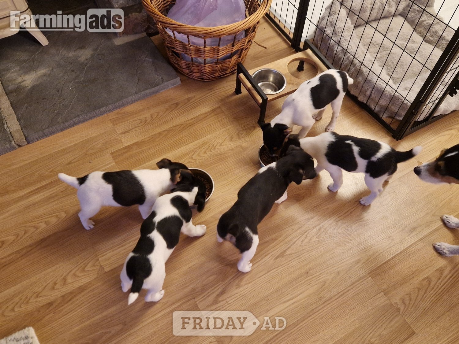 Jack Russell terriers 