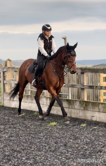 "Ellie" Bay Mare All Rounder