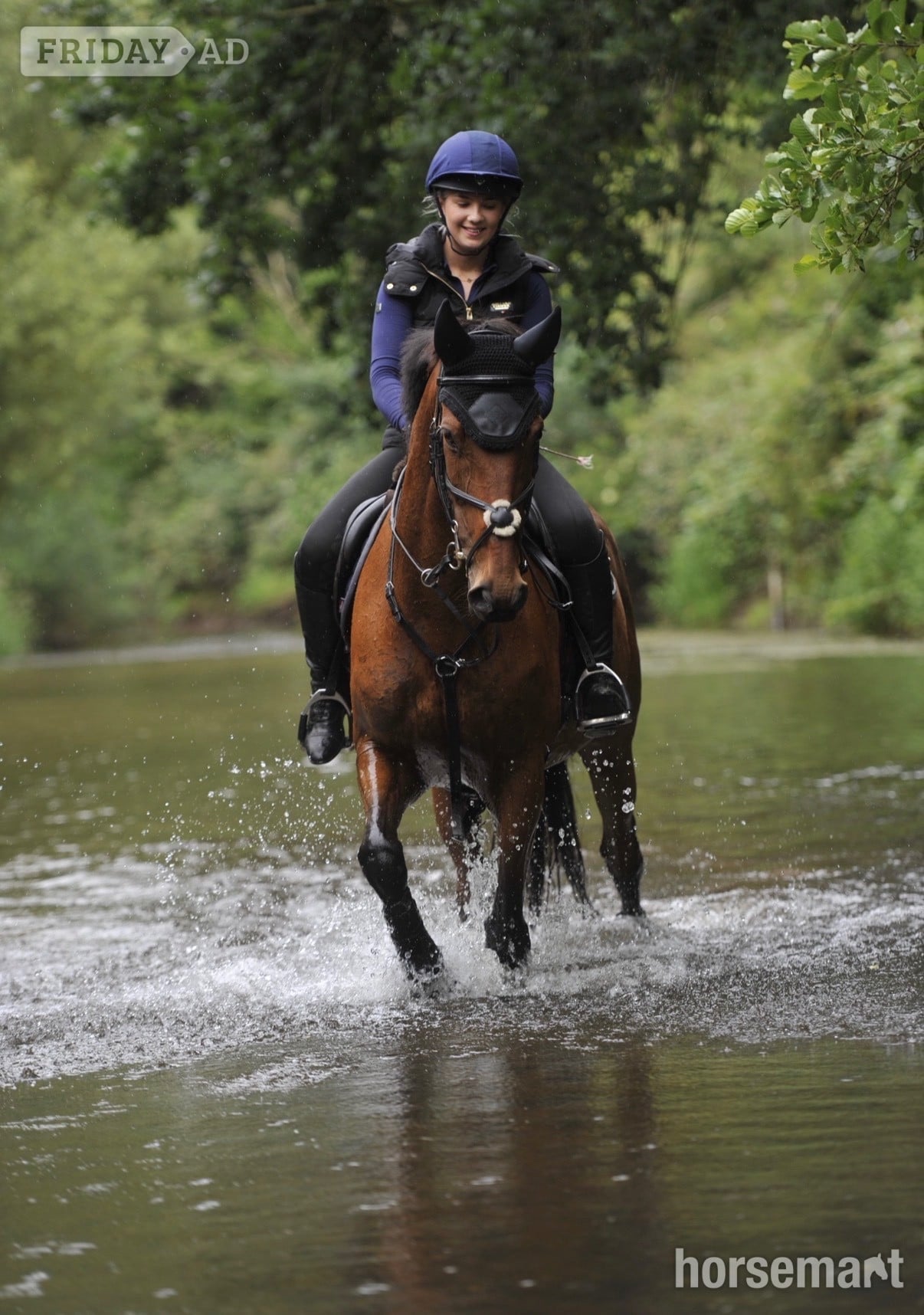 "Ellie" Bay Mare All Rounder
