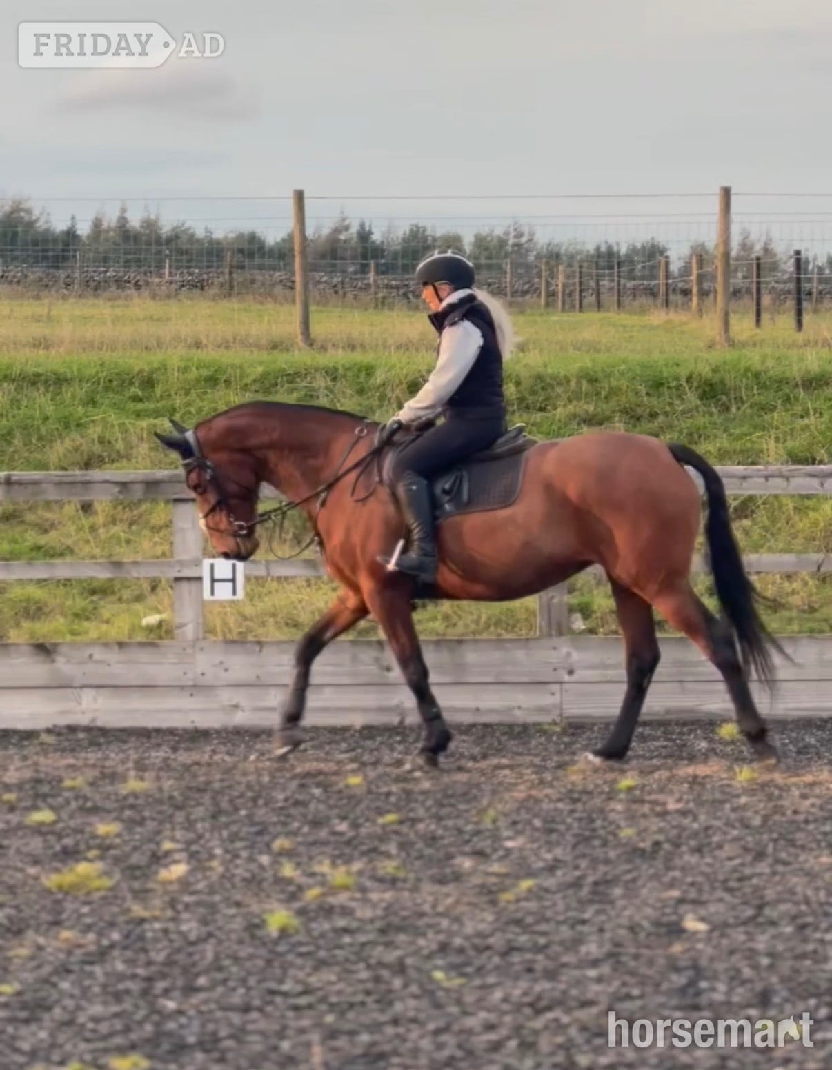 Buxton "Ellie" Bay Mare All Rounder