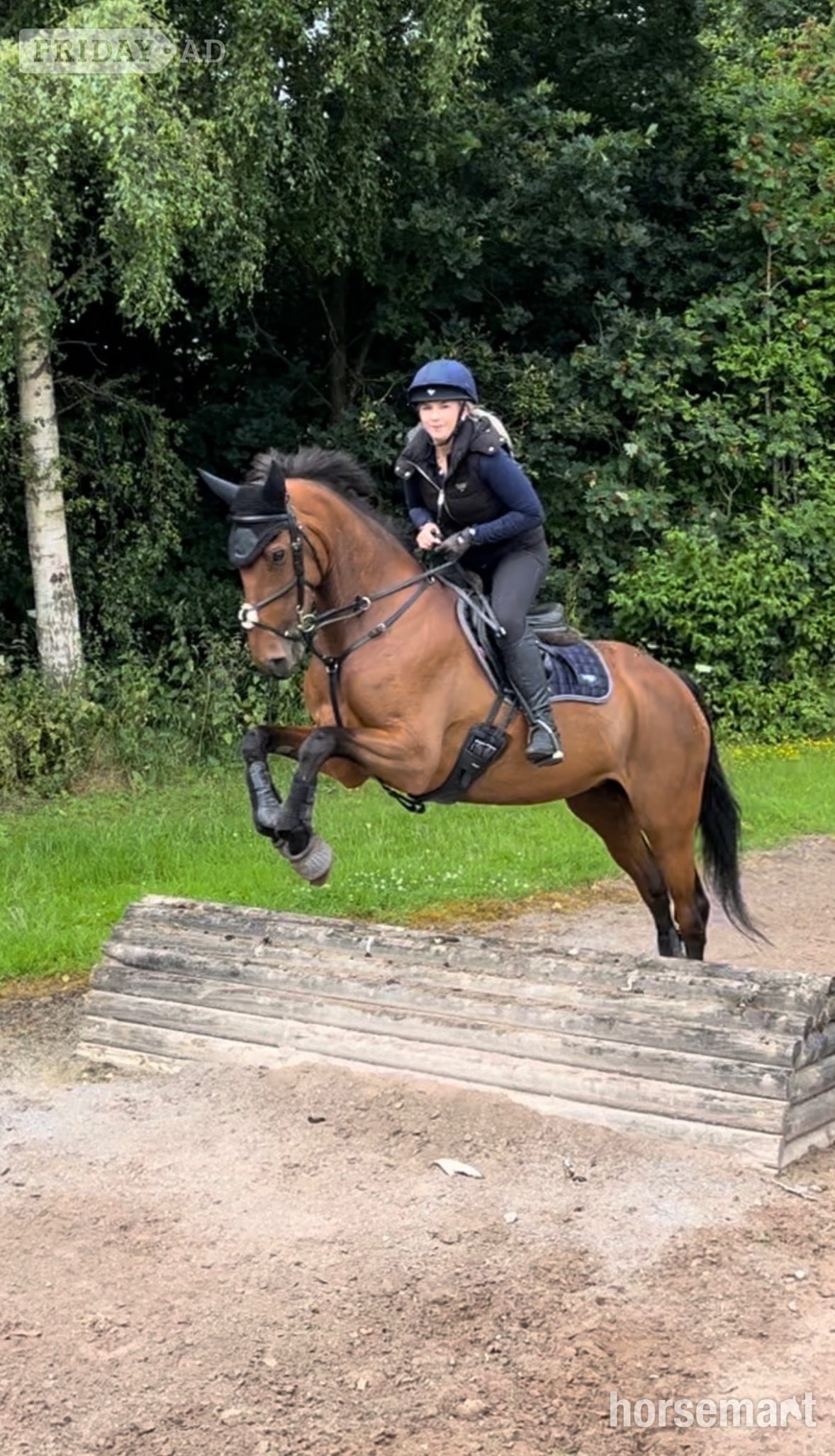 "Ellie" Bay Mare All Rounder - Horses in Buxton