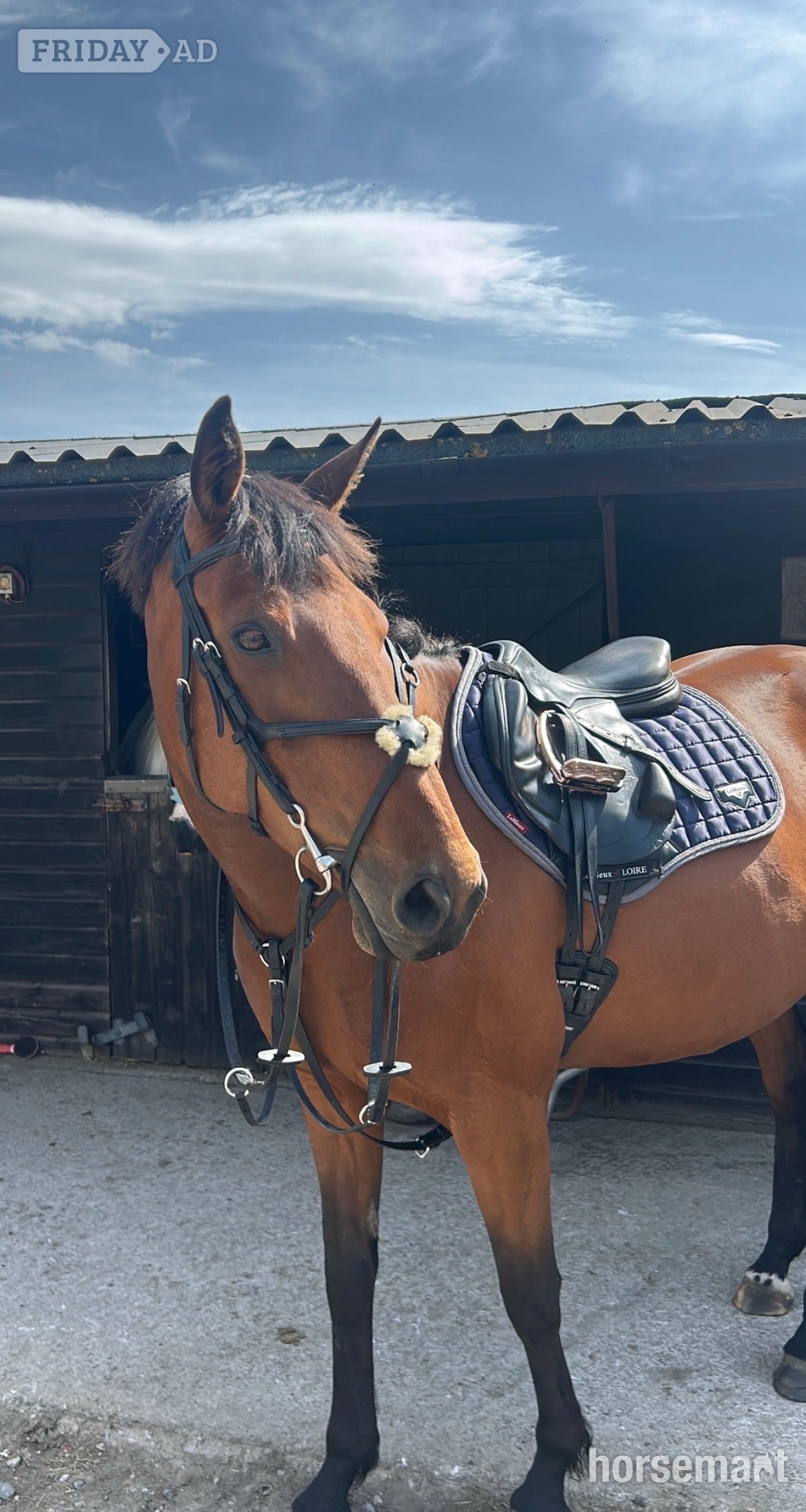 "Ellie" Bay Mare All Rounder - Horses