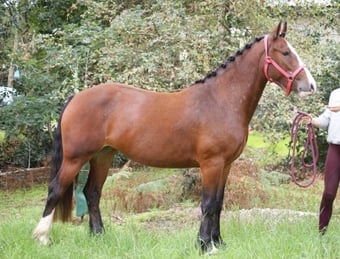"Molly " Bay Mare Cob/Heavy Horse