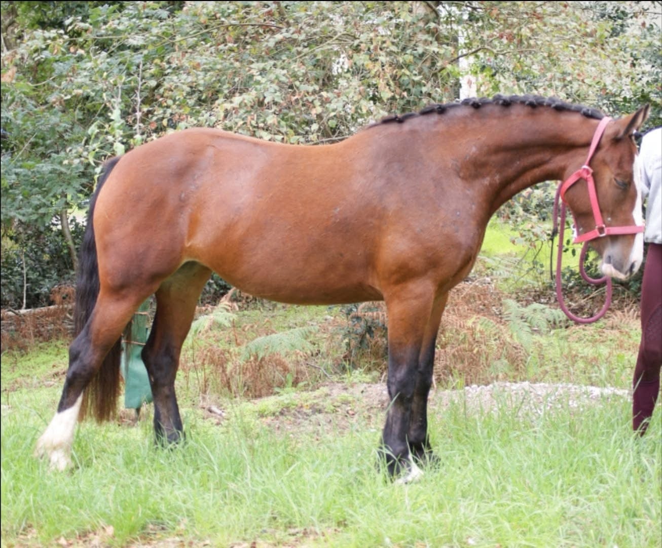 "Molly " Bay Mare Cob/Heavy Horse