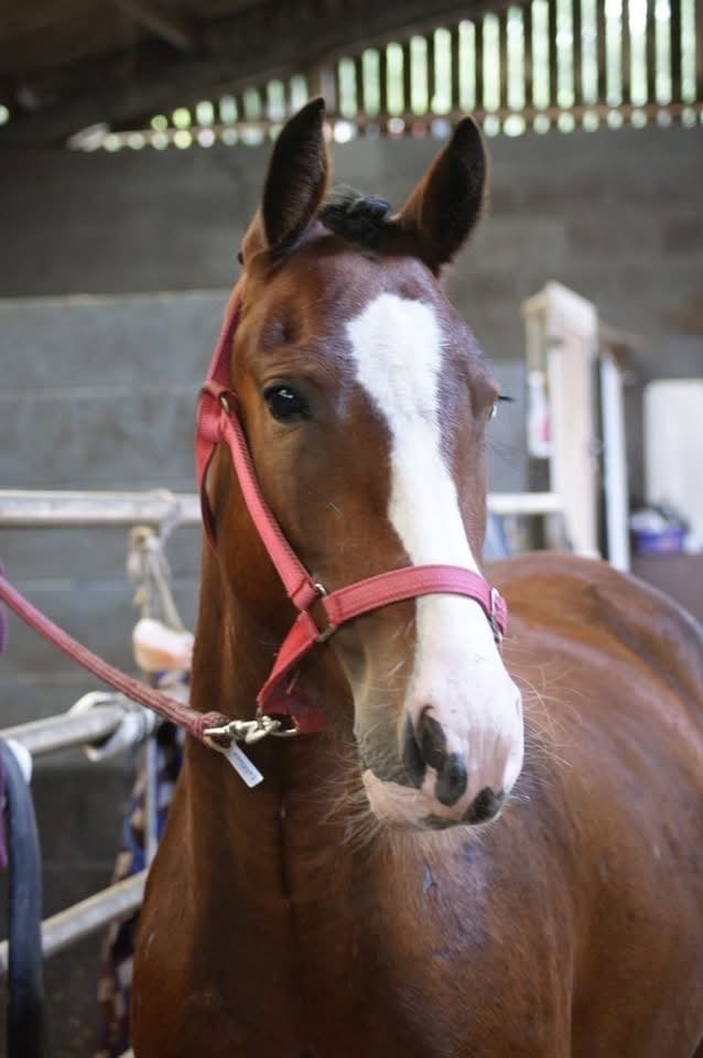 King's Lynn "Molly " Bay Mare Cob/Heavy Horse