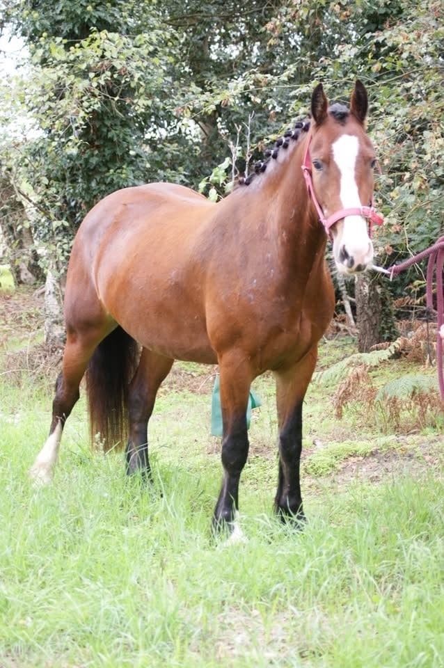 "Molly " Bay Mare Cob/Heavy Horse - Horses in King's Lynn