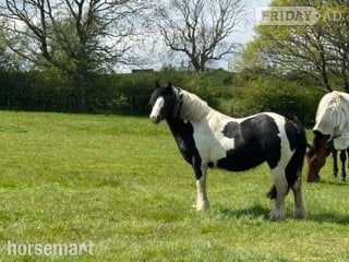 "Merrylegs" Piebald Mare Cob/Heavy Horse in Harrogate