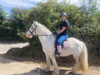 "Womble " Grey Gelding Cob/Heavy Horse