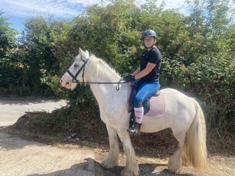 "Womble " Grey Gelding Cob/Heavy Horse