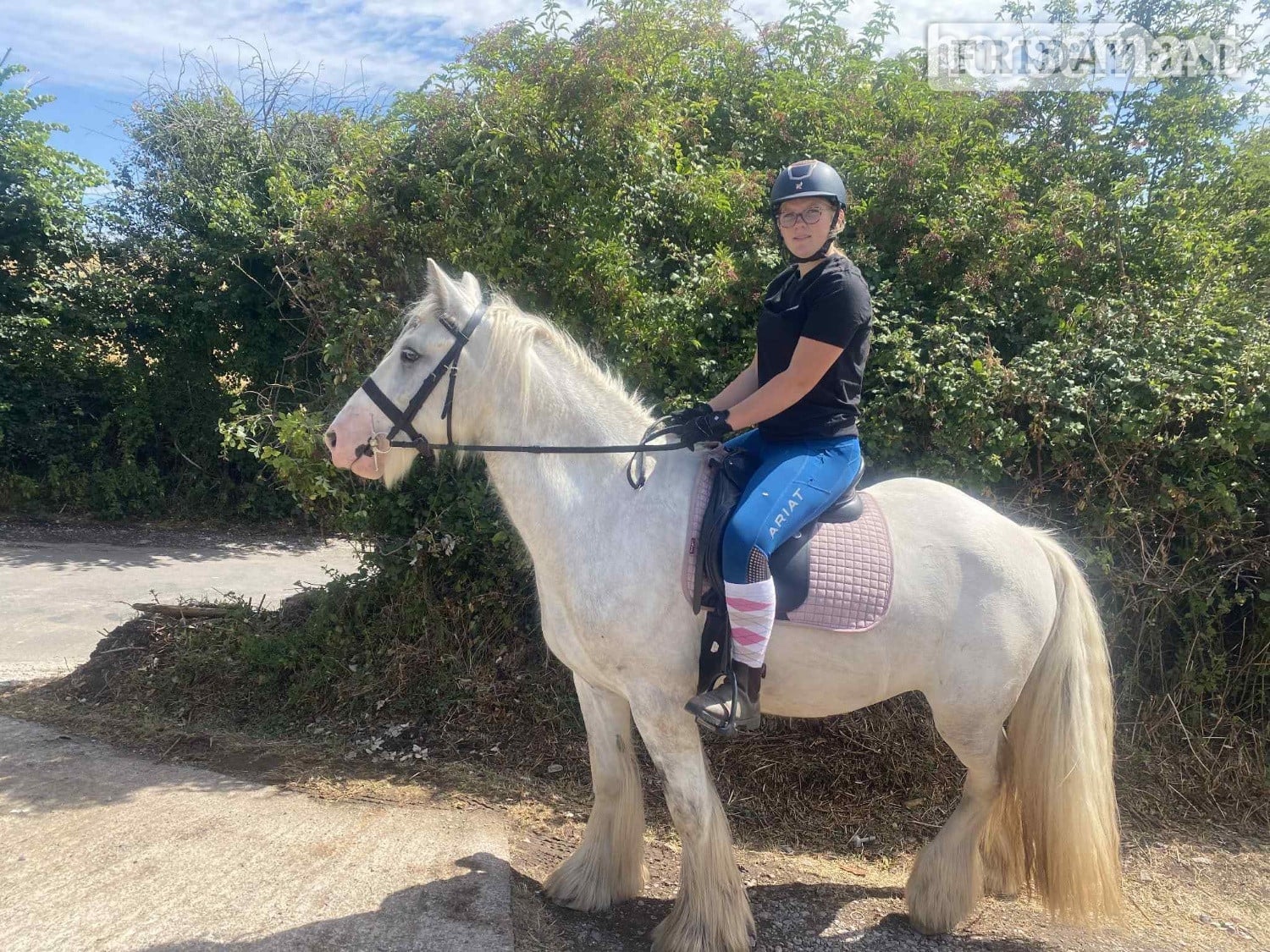 "Womble " Grey Gelding Cob/Heavy Horse in Bristol