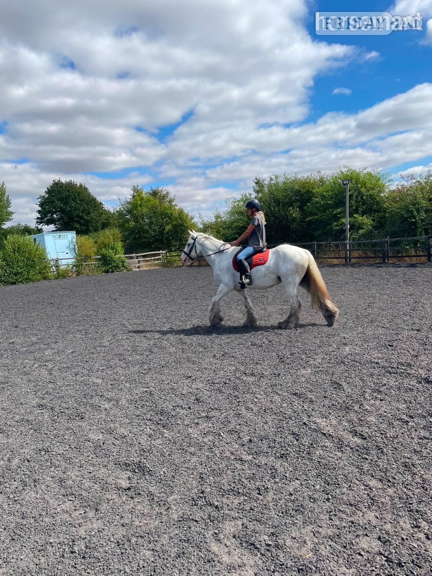 "Womble " Grey Gelding Cob/Heavy Horse
