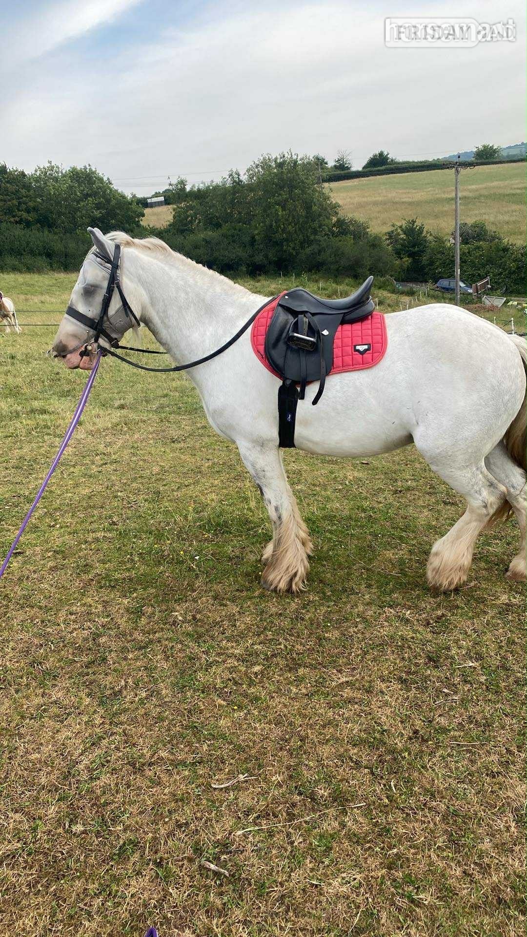 Bristol "Womble " Grey Gelding Cob/Heavy Horse