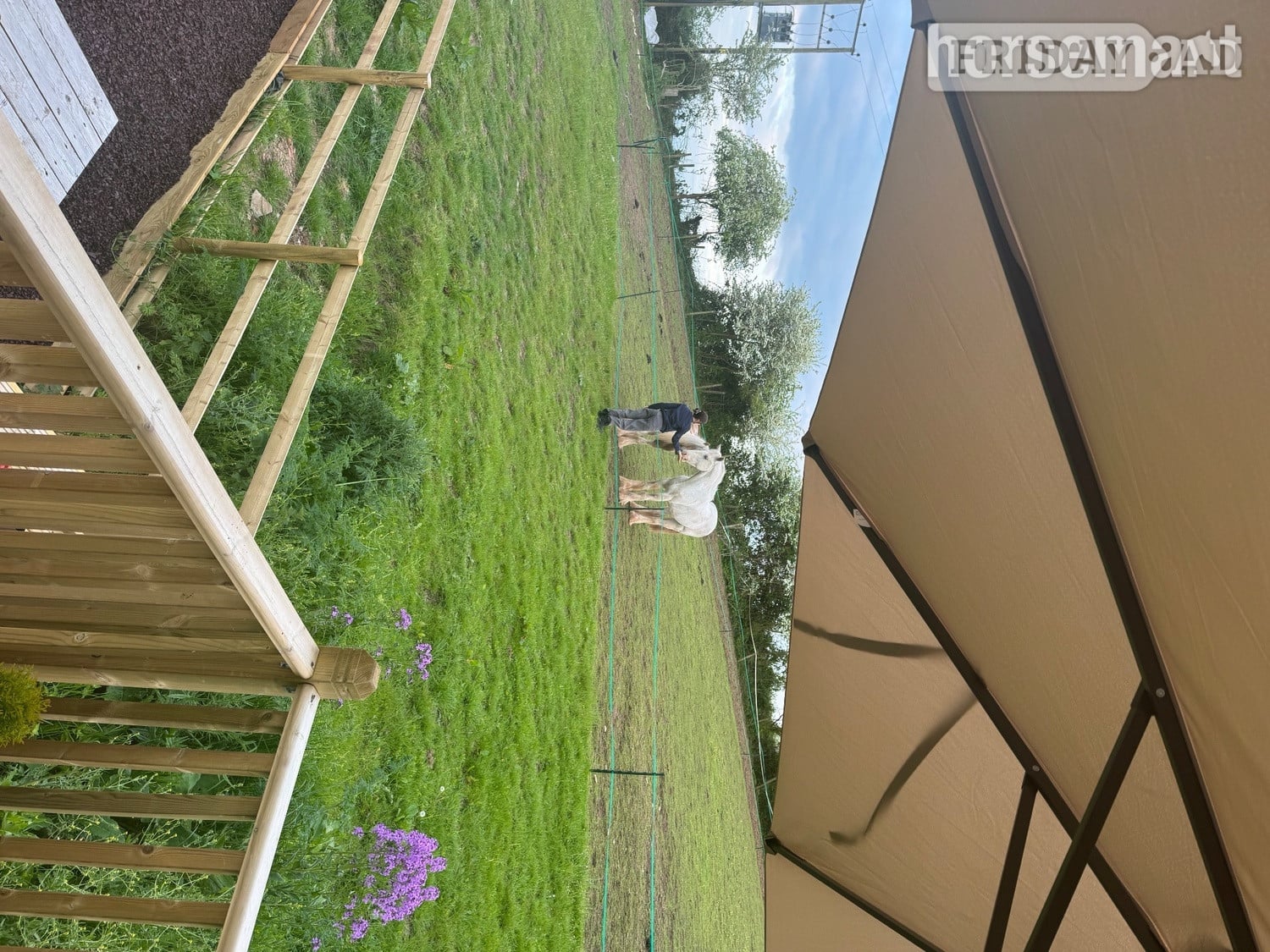 "Womble " Grey Gelding Cob/Heavy Horse - Horses in Bristol