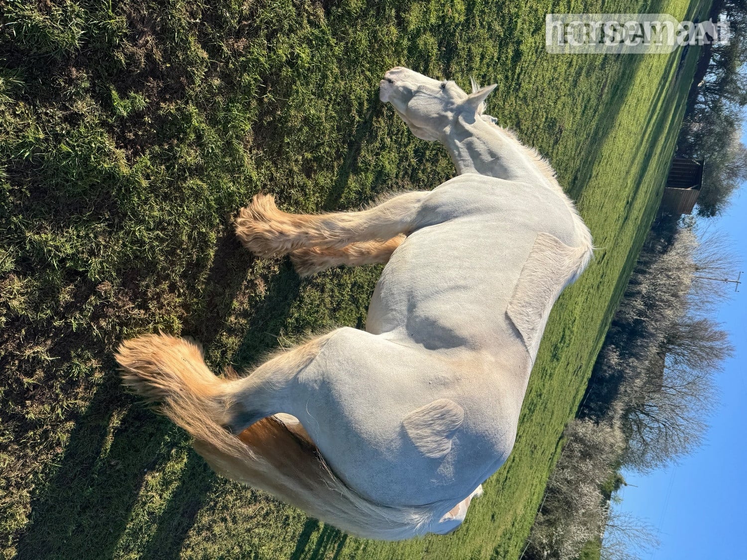 "Womble " Grey Gelding Cob/Heavy Horse - Horses