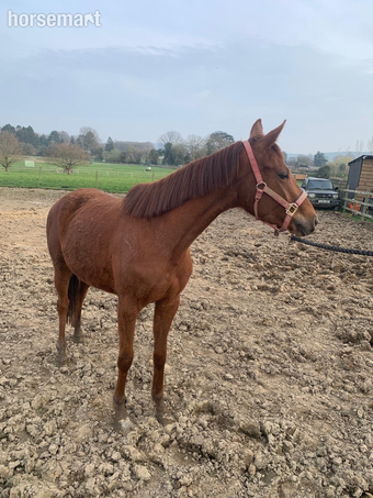 "Barnwoods Royal Twiglet" Chestnut Filly Young Sport Horse