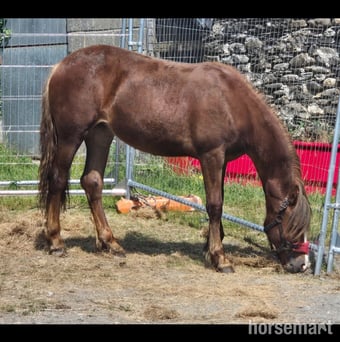 "Dyffryn Cothi ionawr" Chestnut Filly Youngstock / Foal