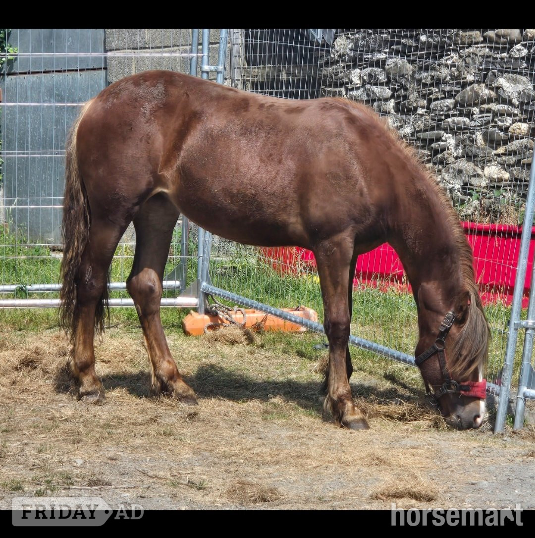 "Dyffryn Cothi ionawr" Chestnut Filly Youngstock / Foal in Carmarthen
