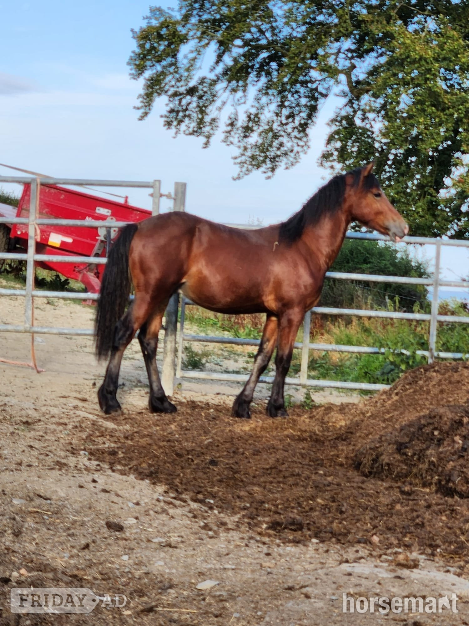 "Dyffryn Cothi ionawr" Chestnut Filly Youngstock / Foal