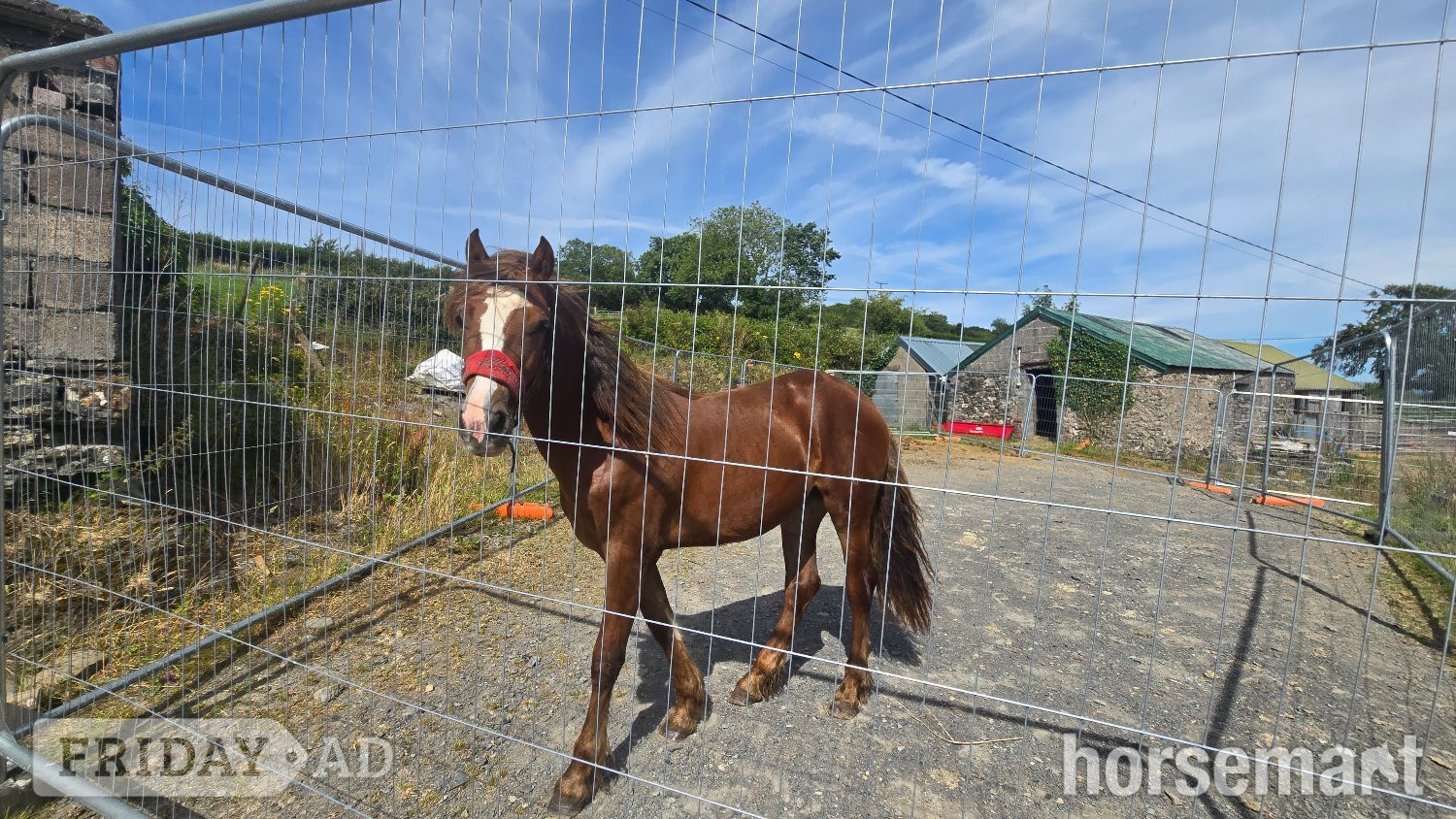 Carmarthen "Dyffryn Cothi ionawr" Chestnut Filly Youngstock / Foal