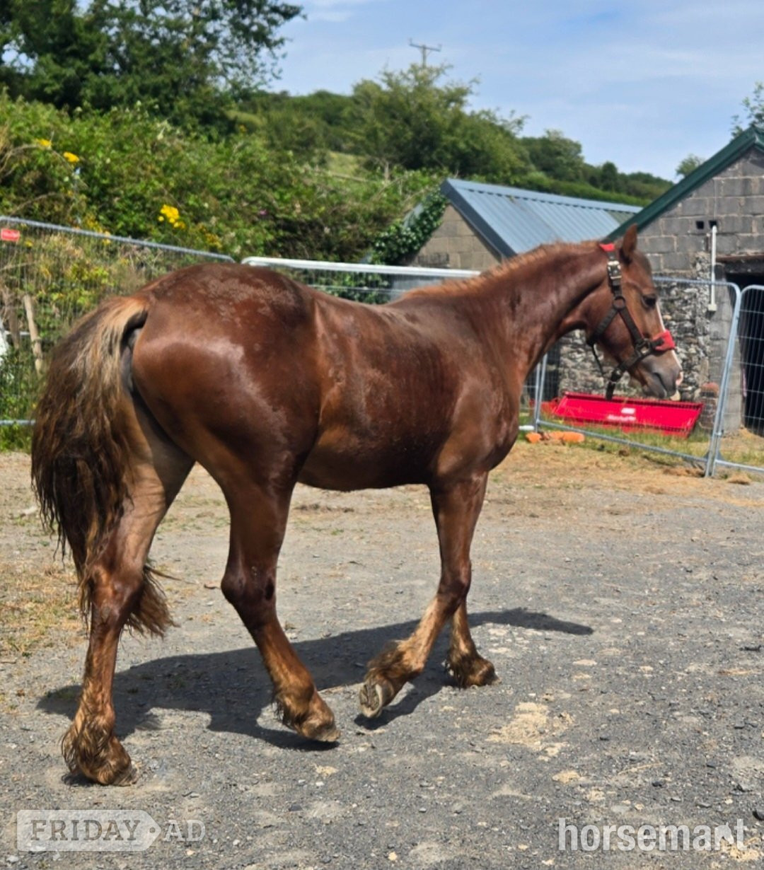 "Dyffryn Cothi ionawr" Chestnut Filly Youngstock / Foal - Horses in Carmarthen