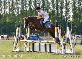 "Amigo" Liver Chestnut Gelding All Rounder