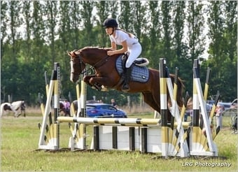 "Amigo" Liver Chestnut Gelding All Rounder