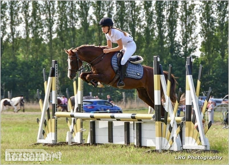 "Amigo" Liver Chestnut Gelding All Rounder in East Grinstead