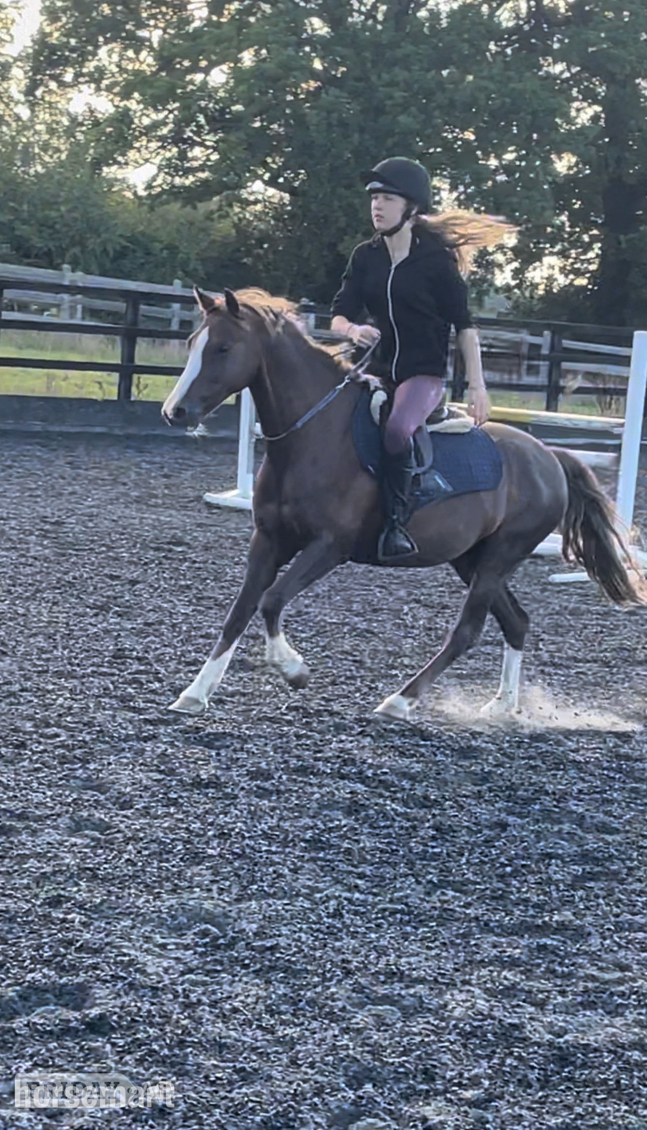 East Grinstead "Amigo" Liver Chestnut Gelding All Rounder