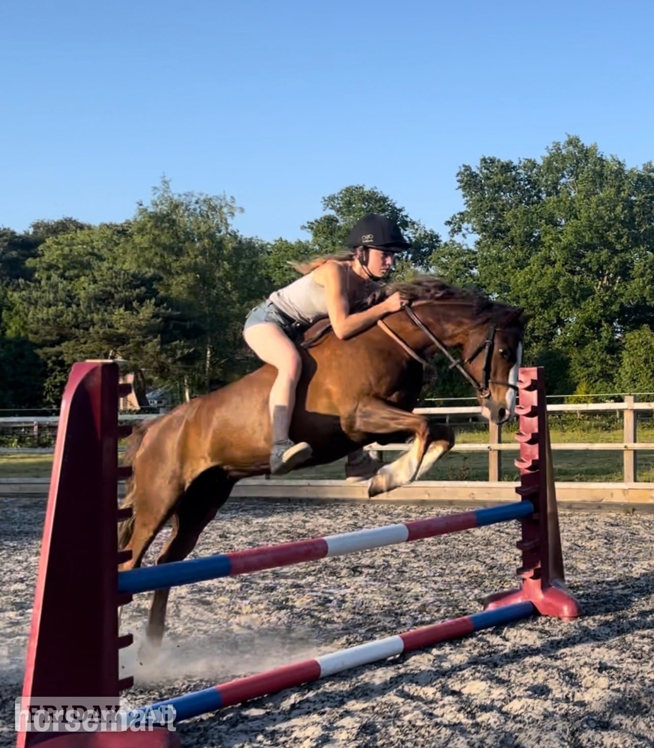 "Amigo" Liver Chestnut Gelding All Rounder - Horses in East Grinstead