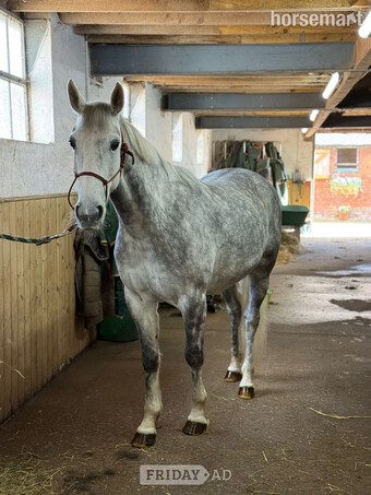 "Flex " Dapple Grey Gelding All Rounder