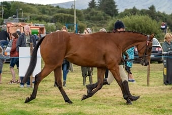 "Chosen Angel" Bay Mare All Rounder
