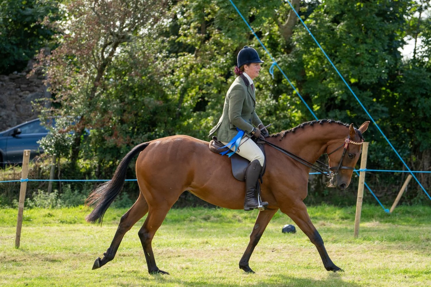 "Chosen Angel" Bay Mare All Rounder
