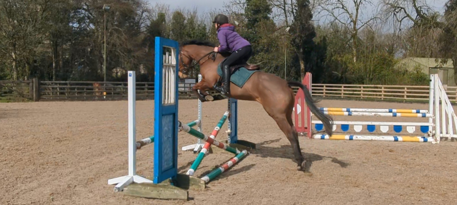 Omagh "Chosen Angel" Bay Mare All Rounder
