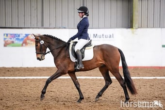 "Estupendo" Bay Gelding Dressage Horse