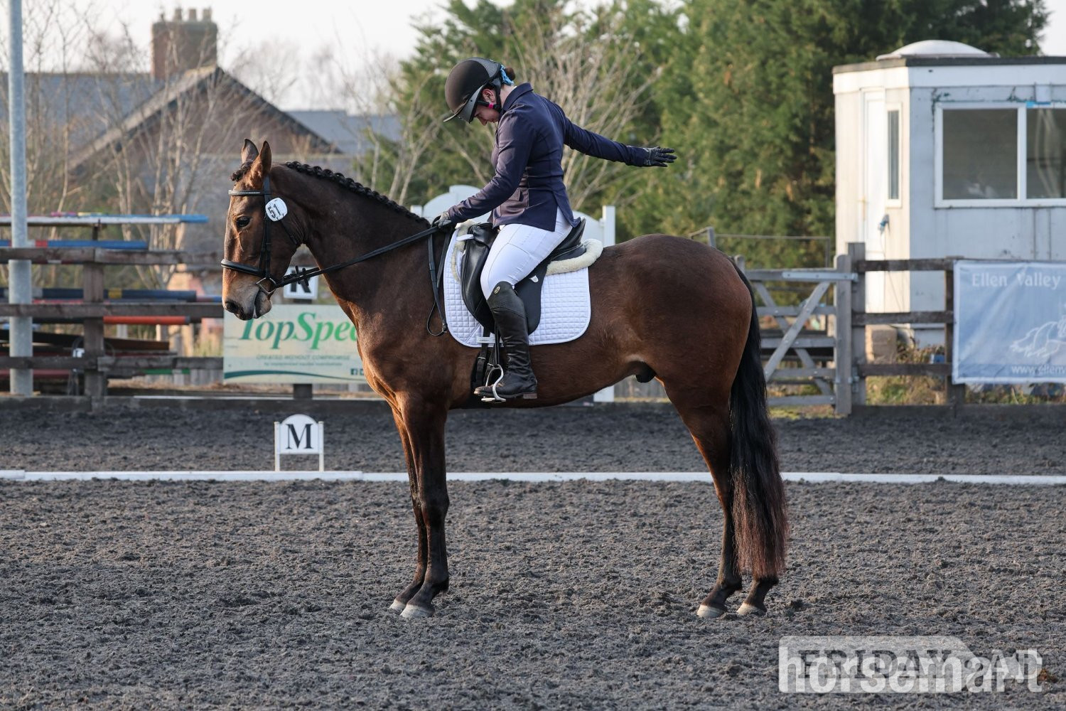 "Estupendo" Bay Gelding Dressage Horse