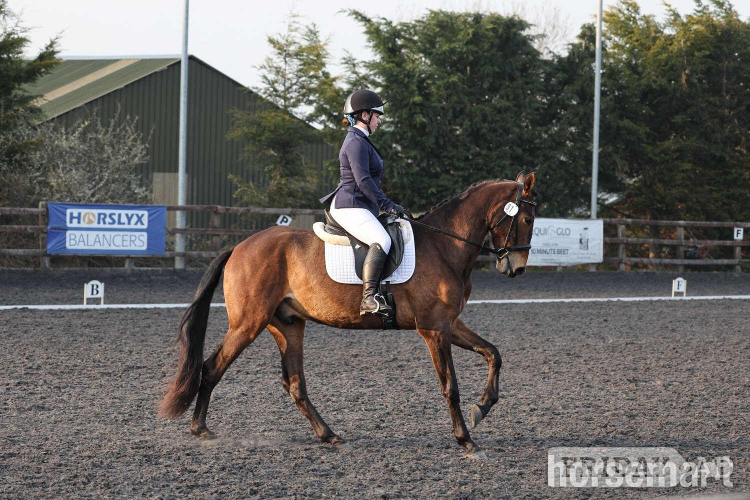 "Estupendo" Bay Gelding Dressage Horse - Horses
